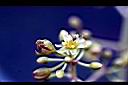 香楠-花0.jpg