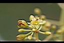 香楠-花1.jpg