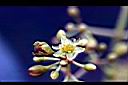 香楠-花2.jpg