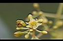 香楠-花3.jpg
