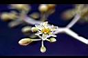 香楠-花4.jpg
