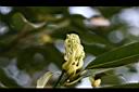 香楠-花苞1.jpg