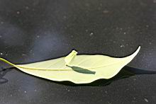 香楠-蟲癭2.jpg