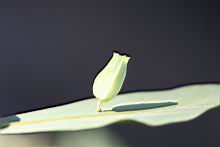 香楠-蟲癭6.jpg