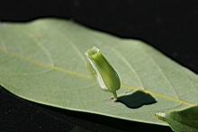 香楠-蟲癭7.jpg