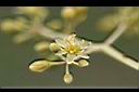 香楠-花5.jpg