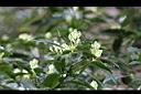 香楠-花苞0.jpg