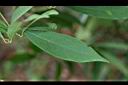 香楠-葉6.JPG