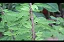 豔紅合歡-枝.jpg