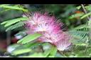 豔紅合歡-花07.jpg