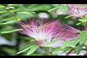 豔紅合歡-花09.jpg