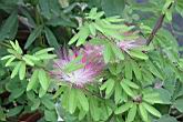 豔紅合歡-花03.jpg