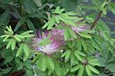 豔紅合歡-花04.jpg