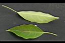 馬尼拉欖仁-葉.jpg