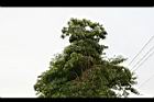 馬尼拉欖仁-實3.jpg
