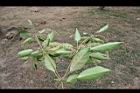 馬尼拉欖仁-花04.jpg