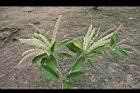 馬尼拉欖仁-花05.jpg