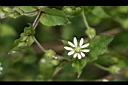 鵝兒腸-花02.jpg