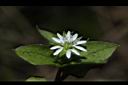 鵝兒腸-花10.JPG