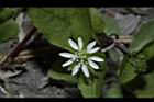 鵝兒腸-花09.JPG