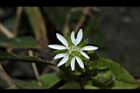 鵝兒腸-花19.JPG