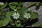 鵝兒腸-花23.JPG