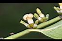 黃心柿-雄花00.JPG