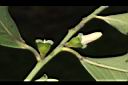 黃心柿-雌花苞03.JPG