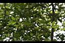 黃杞-花00.jpg