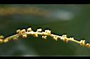 黃杞-花04.jpg