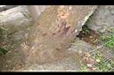 黃杞-莖20.JPG