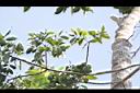 黃杞-葉06.JPG