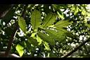 黃杞-葉背03.jpg