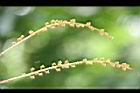黃杞-花03.jpg