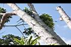 黃杞-莖06.JPG