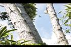黃杞-莖10.JPG