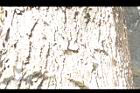 黃杞-莖25.JPG