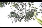 黃杞-葉03.JPG