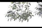 黃杞-葉04.JPG