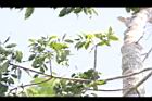 黃杞-葉05.JPG