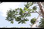 黃杞-葉07.JPG