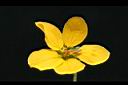 黃槐-花3.jpg