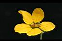 黃槐-花4.jpg
