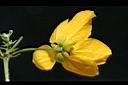 黃槐-花5.jpg