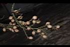 黃藤-果序55.JPG