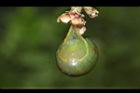 黃藤-種皮03.JPG