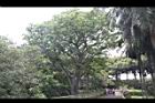 黃酸棗12.JPG