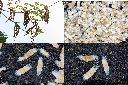 黃金風鈴木-種子.jpg