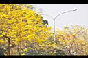 黃金風鈴木-花00.jpg