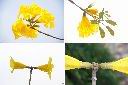黃金風鈴木-花1.jpg